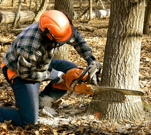 Tree Removal in Side Lake, MN